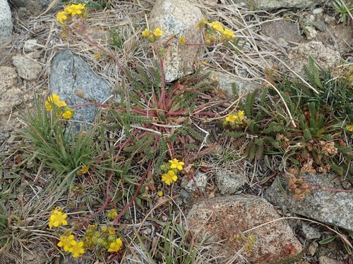 Image of Ivesia lycopodioides by (c) joergmlpts, some rights reserved (CC BY)