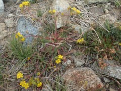 Ivesia lycopodioides scandularis