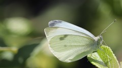 Pieris rapae