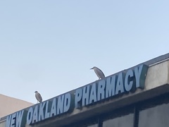 Nycticorax nycticorax