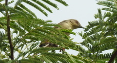 Prinia sylvatica