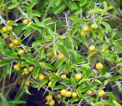 Canthium coromandelicum