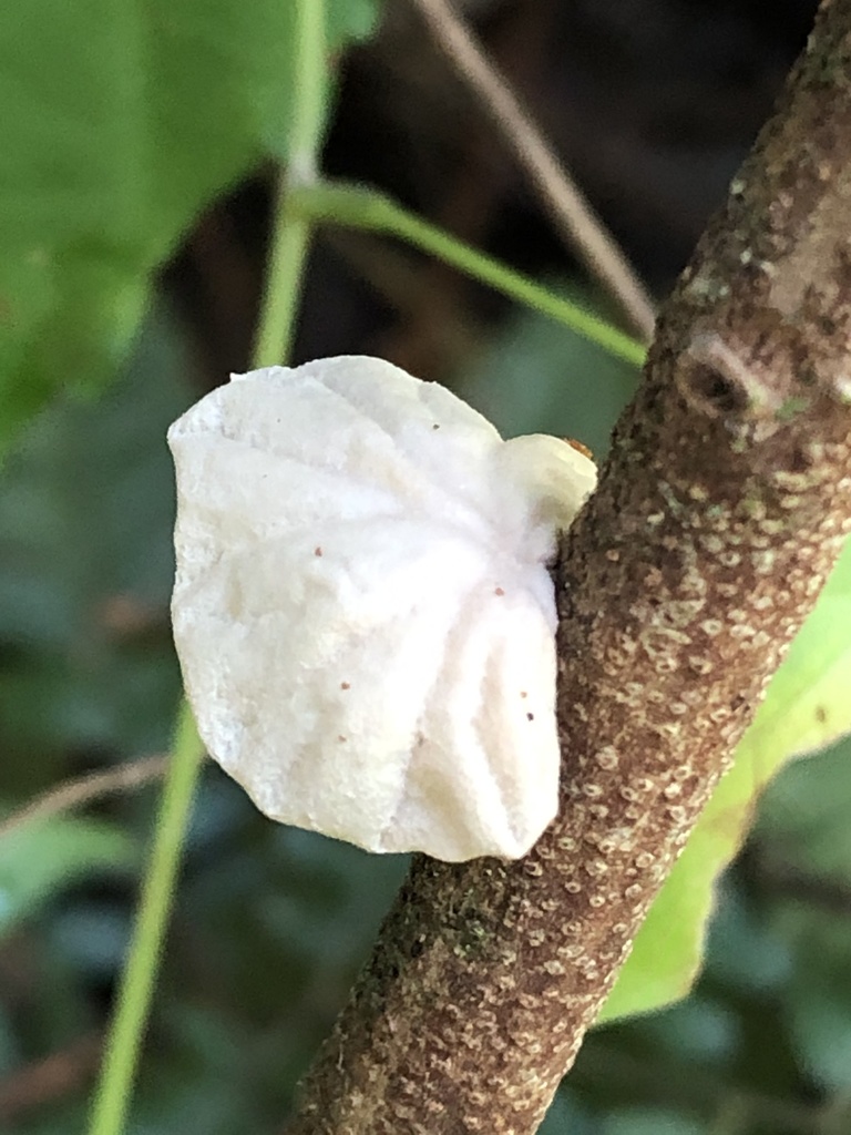 Marasmiellus alliiodorus · October 2019 · photo: © blazeclaw (iNaturalist, cc-by)