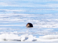 Pusa hispida botnica