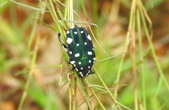 Protaetia alboguttata