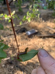 Oedemasia concinna