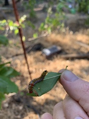 Oedemasia concinna