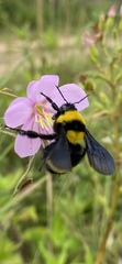 Bombus transversalis