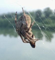 Araneus ventricosus