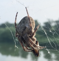 Araneus ventricosus