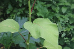 Persicaria orientalis