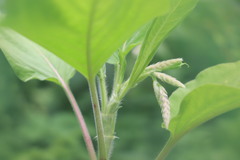 Persicaria orientalis
