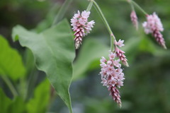 Persicaria orientalis