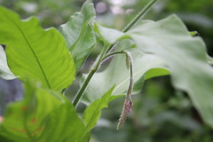 Persicaria orientalis
