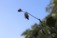 Persicaria orientalis