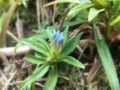Gentiana davidii