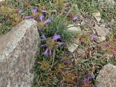 Penstemon heterodoxus heterodoxus