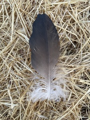 Nycticorax nycticorax