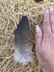 Nycticorax nycticorax