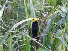 Chrysomus icterocephalus