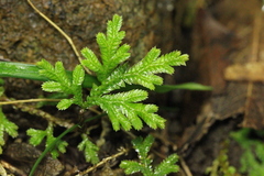 Selaginella moellendorffii