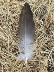 Nycticorax nycticorax