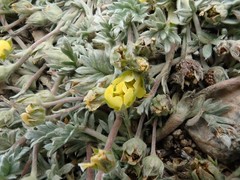 Potentilla pseudosericea