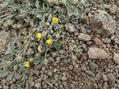 Potentilla pseudosericea
