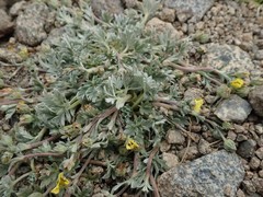 Potentilla pseudosericea