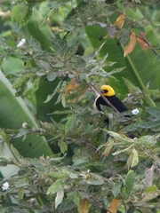 Chrysomus icterocephalus