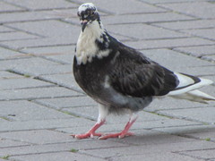 Columba livia domestica