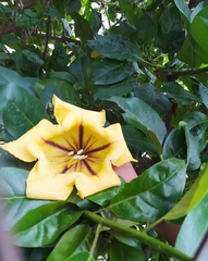 Solandra