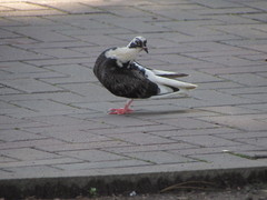 Columba livia domestica