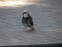 Columba livia domestica