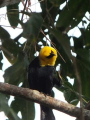 Chrysomus icterocephalus