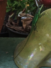 Anolis extremus