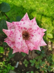 Rosa