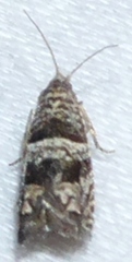 Pelochrista olivacea