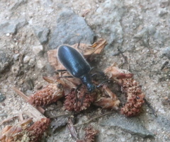 Cerogria janthinipennis