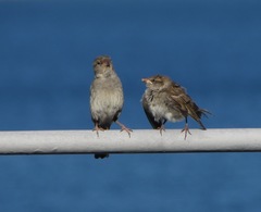 Passer domesticus