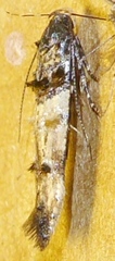 Stilbosis tesquella