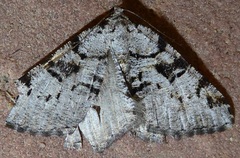 Macaria bitactata