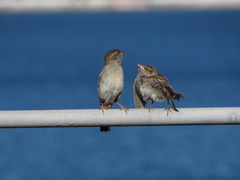 Passer domesticus