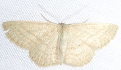 Scopula junctaria