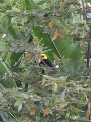 Chrysomus icterocephalus