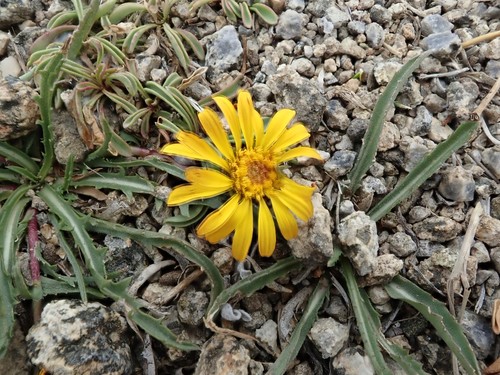 Image of Pyrrocoma apargioides by (c) joergmlpts, some rights reserved (CC BY)