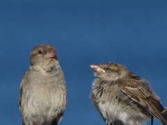 Passer domesticus