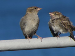 Passer domesticus