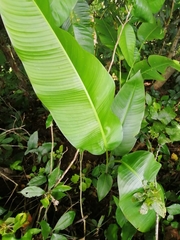 Heliconia schiedeana
