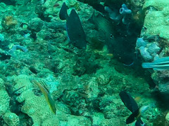 Acanthurus coeruleus